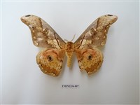 藏品(大綠目天蠶蛾)的圖片